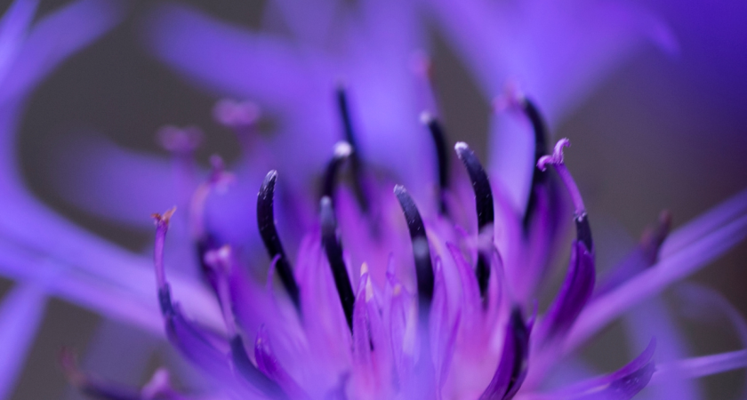 Fleur psychotherapie 78