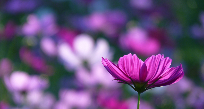 Illustration fleur violette psy 78