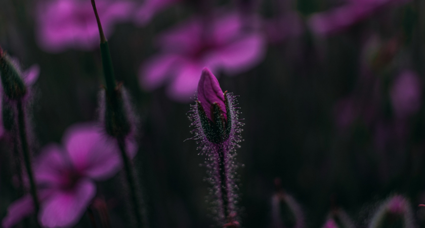 Image-illustration-fleurs-violette-psy-78