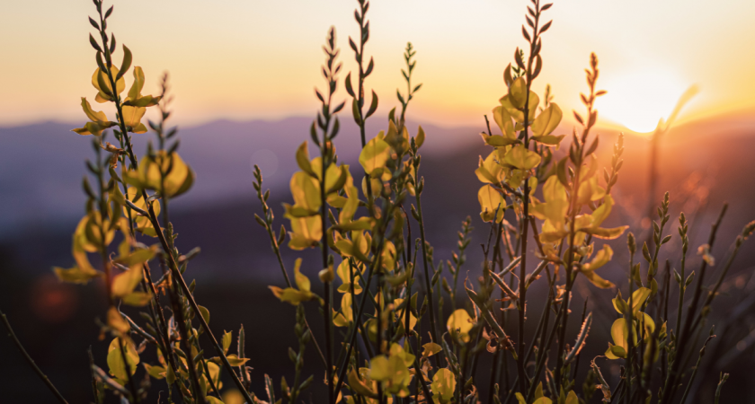 Photo illustration coucher de soleil